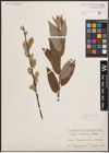 Foto von Salix caprea L. x Salix viminalis L.